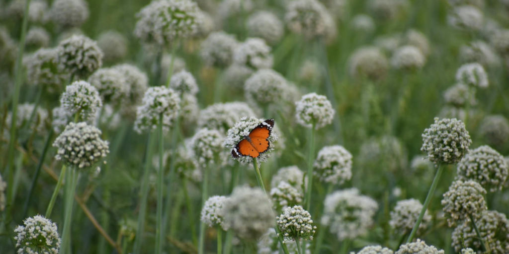 An orange monarch butterfly in a field of white flowers