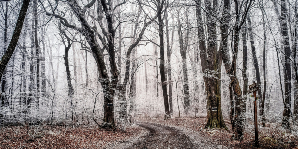 A walkway with bare trees lightly coated in snow.