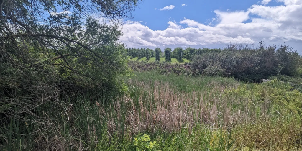 A landscape of green trees, bushes, and grass on a sunny day, taken on a hike.