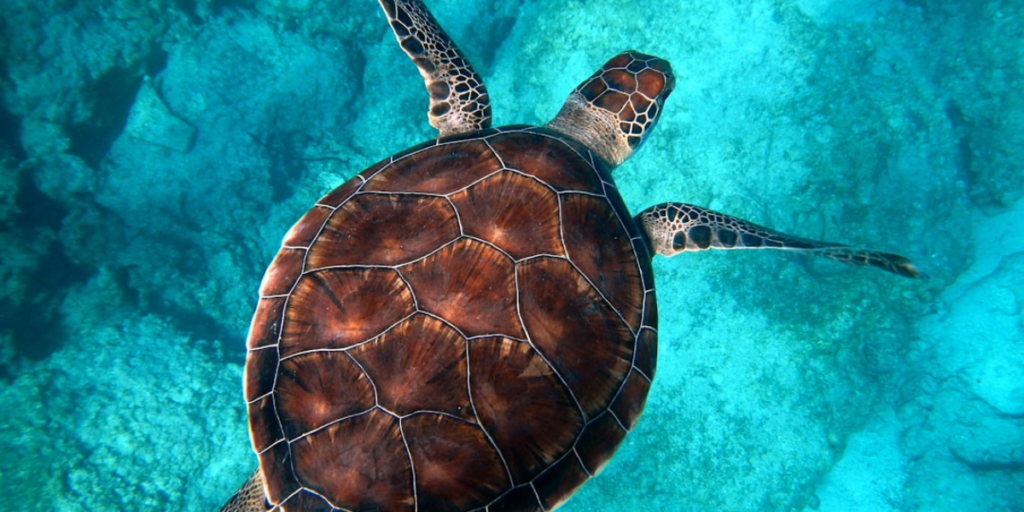 A sea turtle swimming in very blue clear waters.