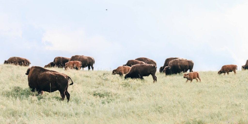 A bunch of Buffalo roaming in a grass field on a sunny day.