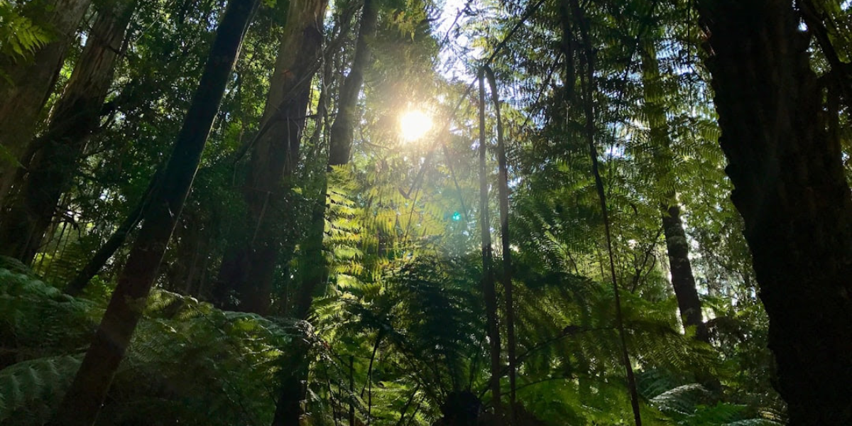 A bunch of trees with the sun glaring through.